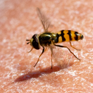 hoverfly