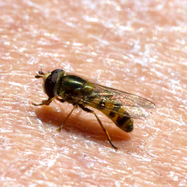 hoverfly
