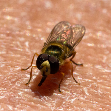 hoverfly