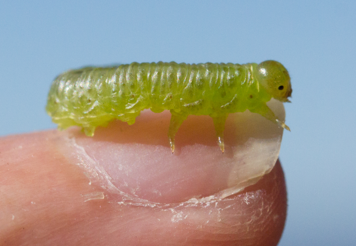 little caterpillar 