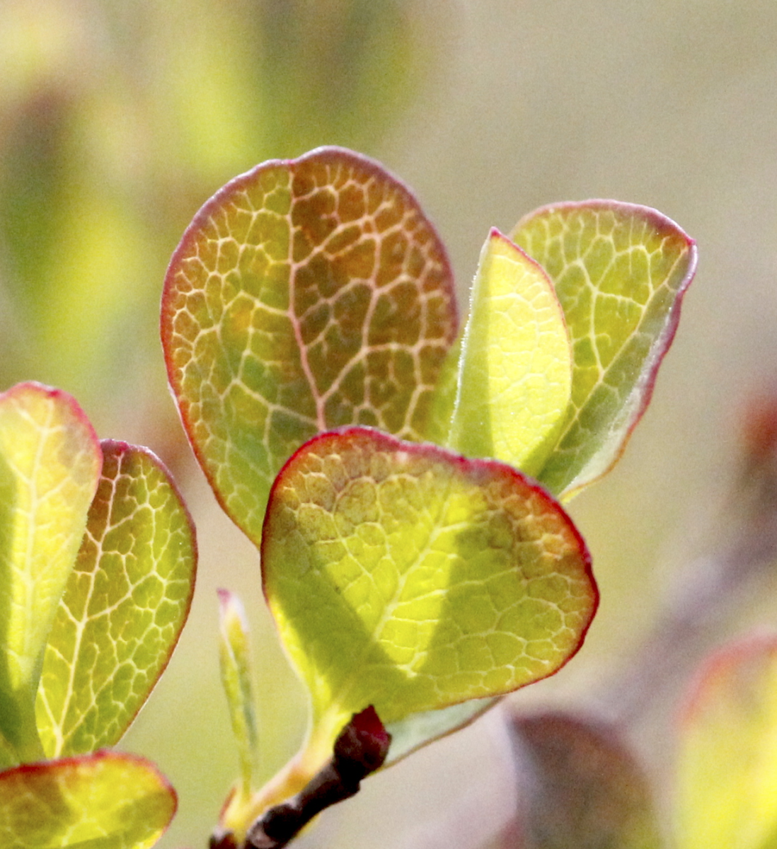 blueberry leaves 