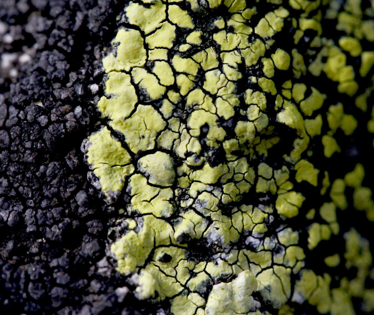 lichen