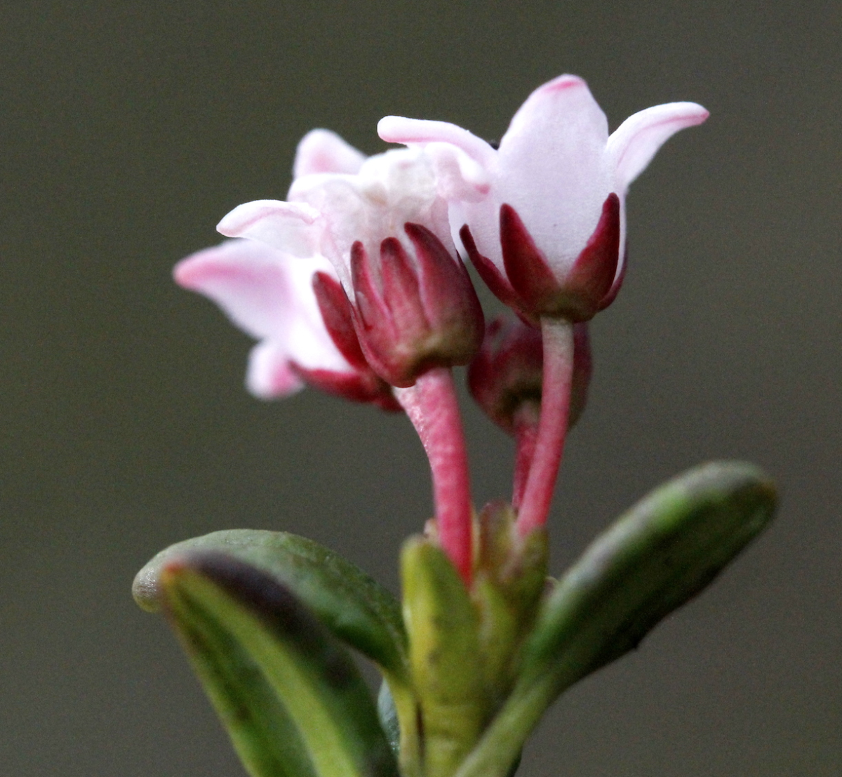 alpine azalea