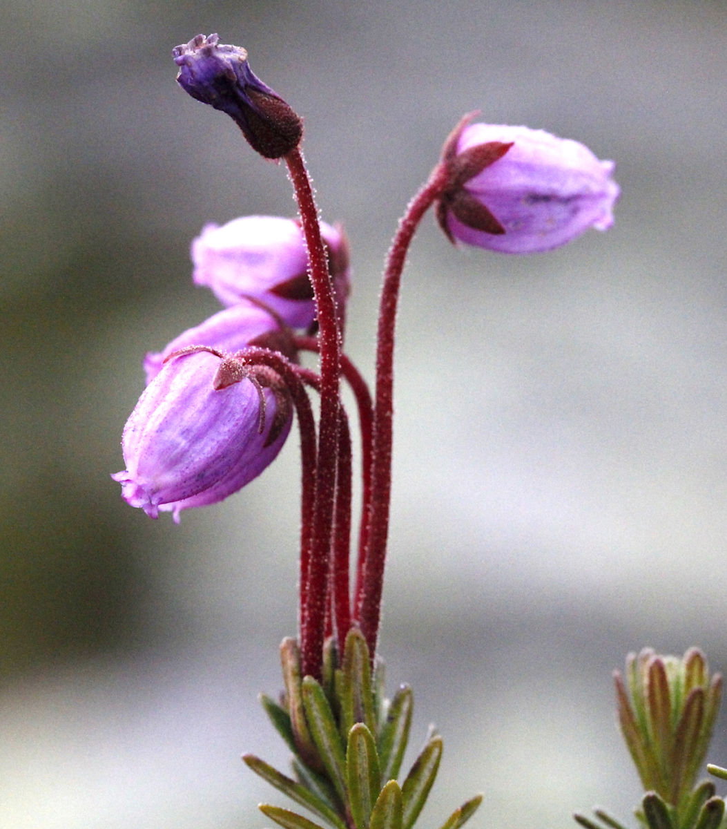 blue heath