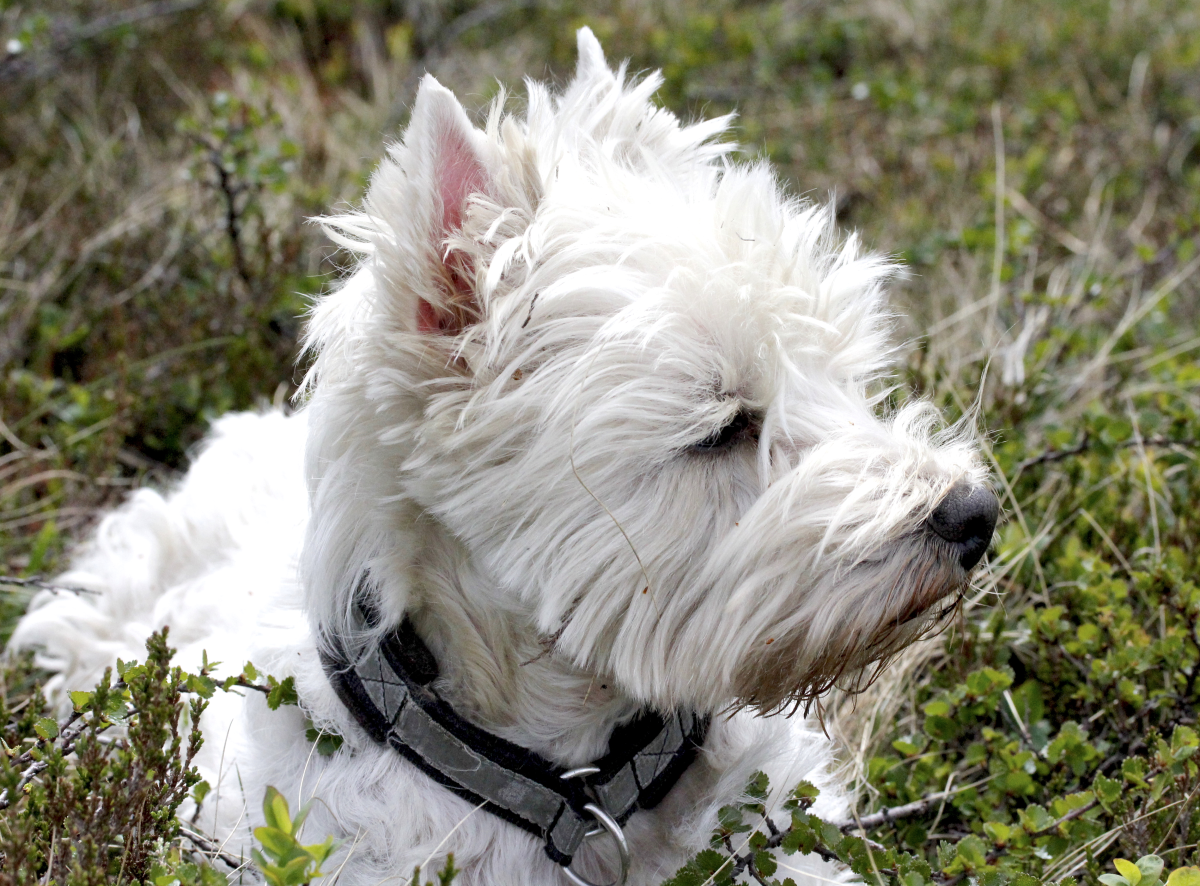 connie westie