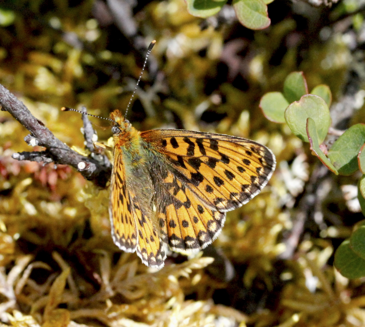 Mountain Fritillary