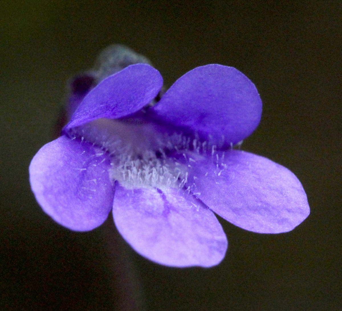 common butterwort