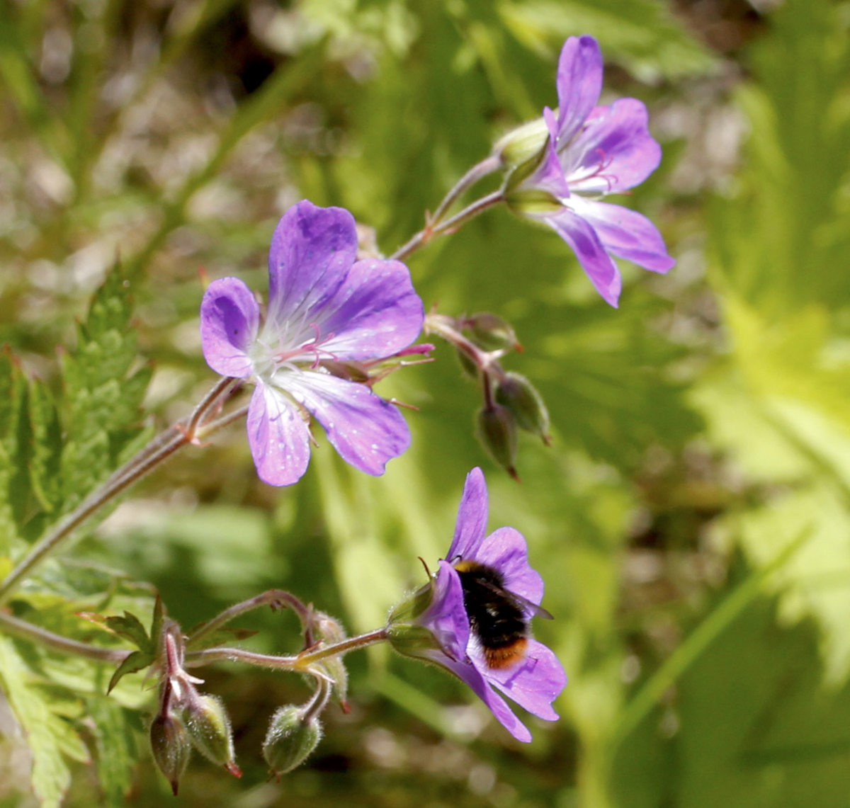 Himalayan crane's-bill