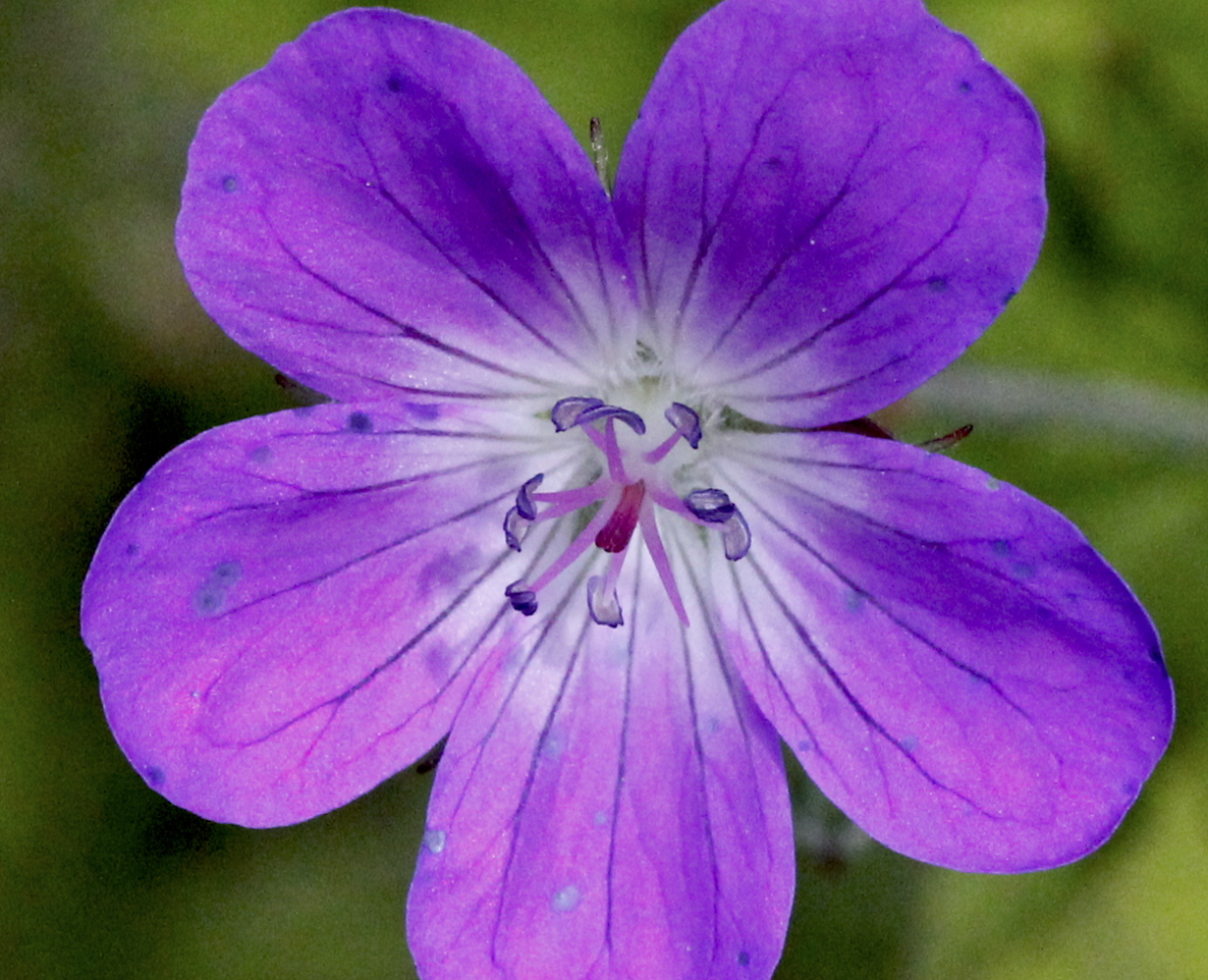 Himalayan crane's-bill