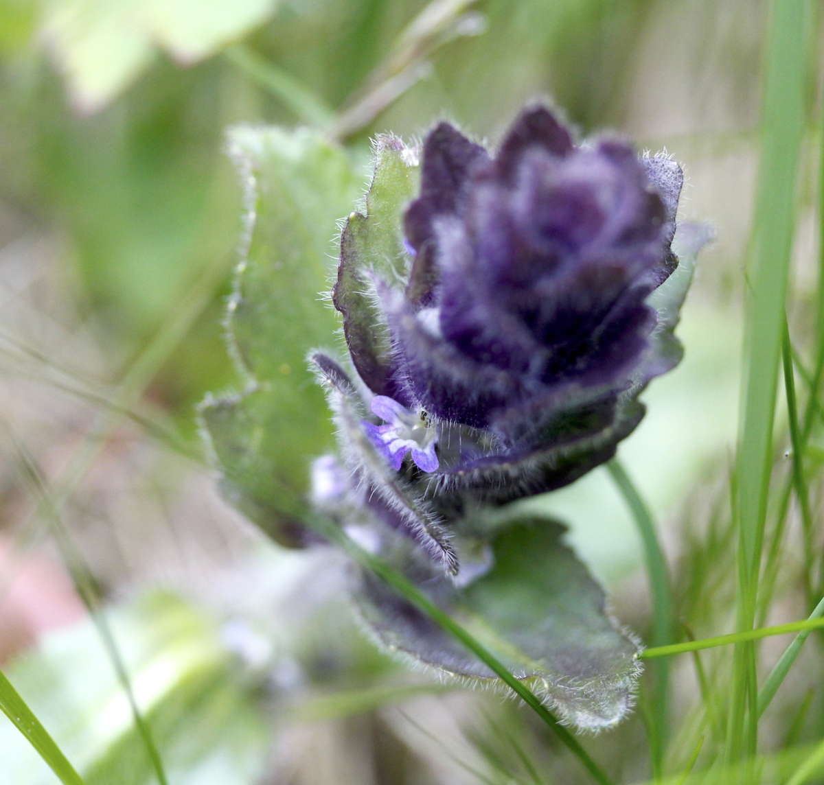pyramidal bugle