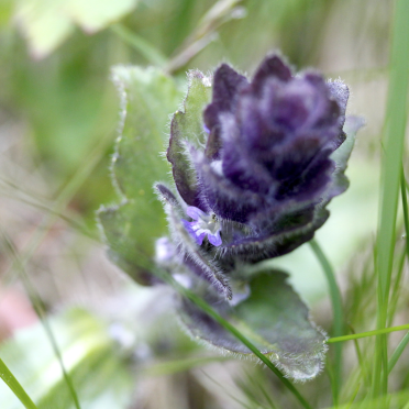 pyramidal bugle