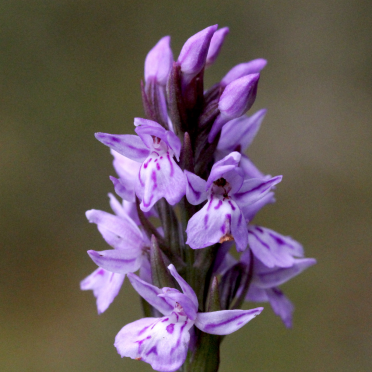 heath spotted-orchid