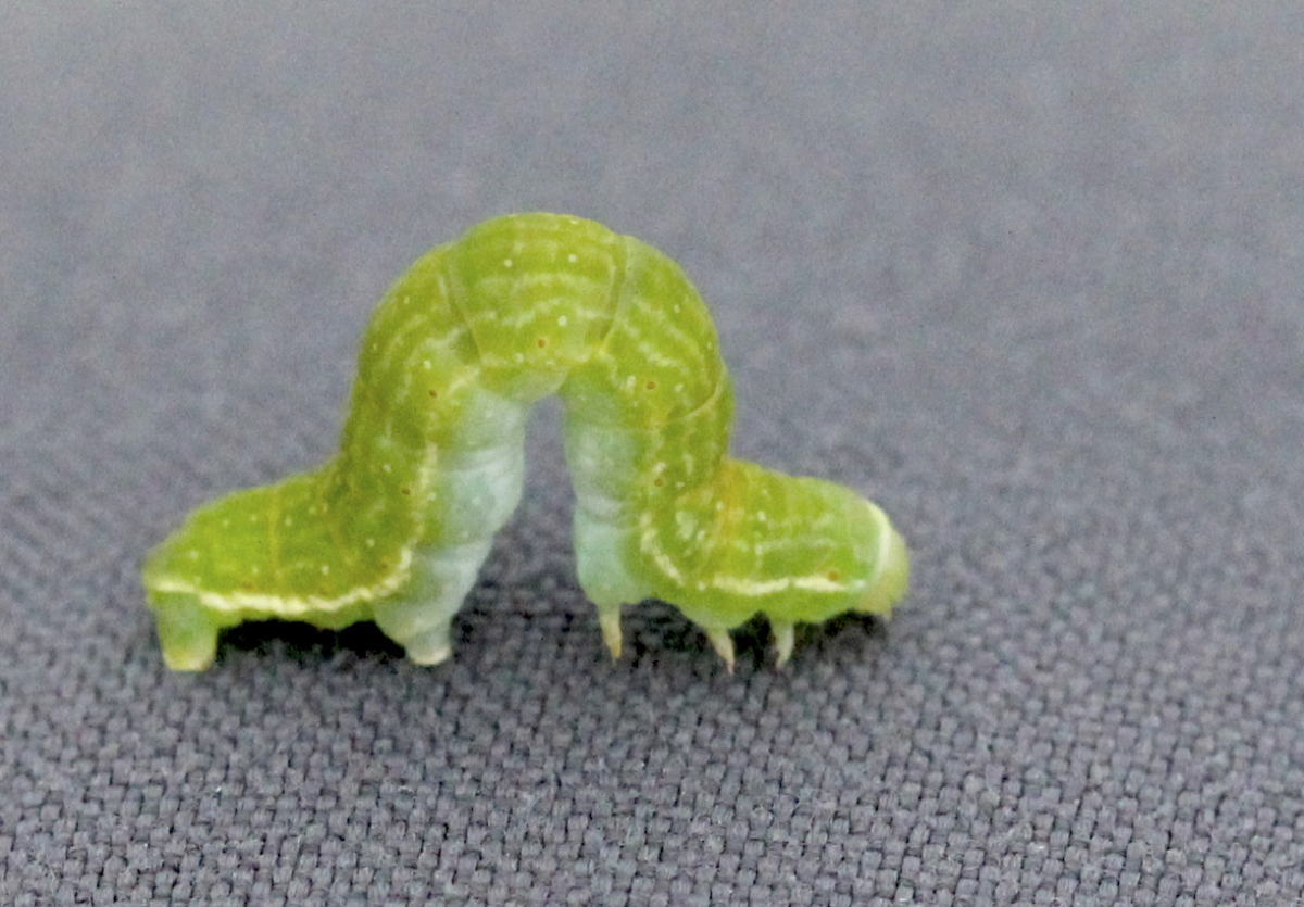 autumnal moth larvae