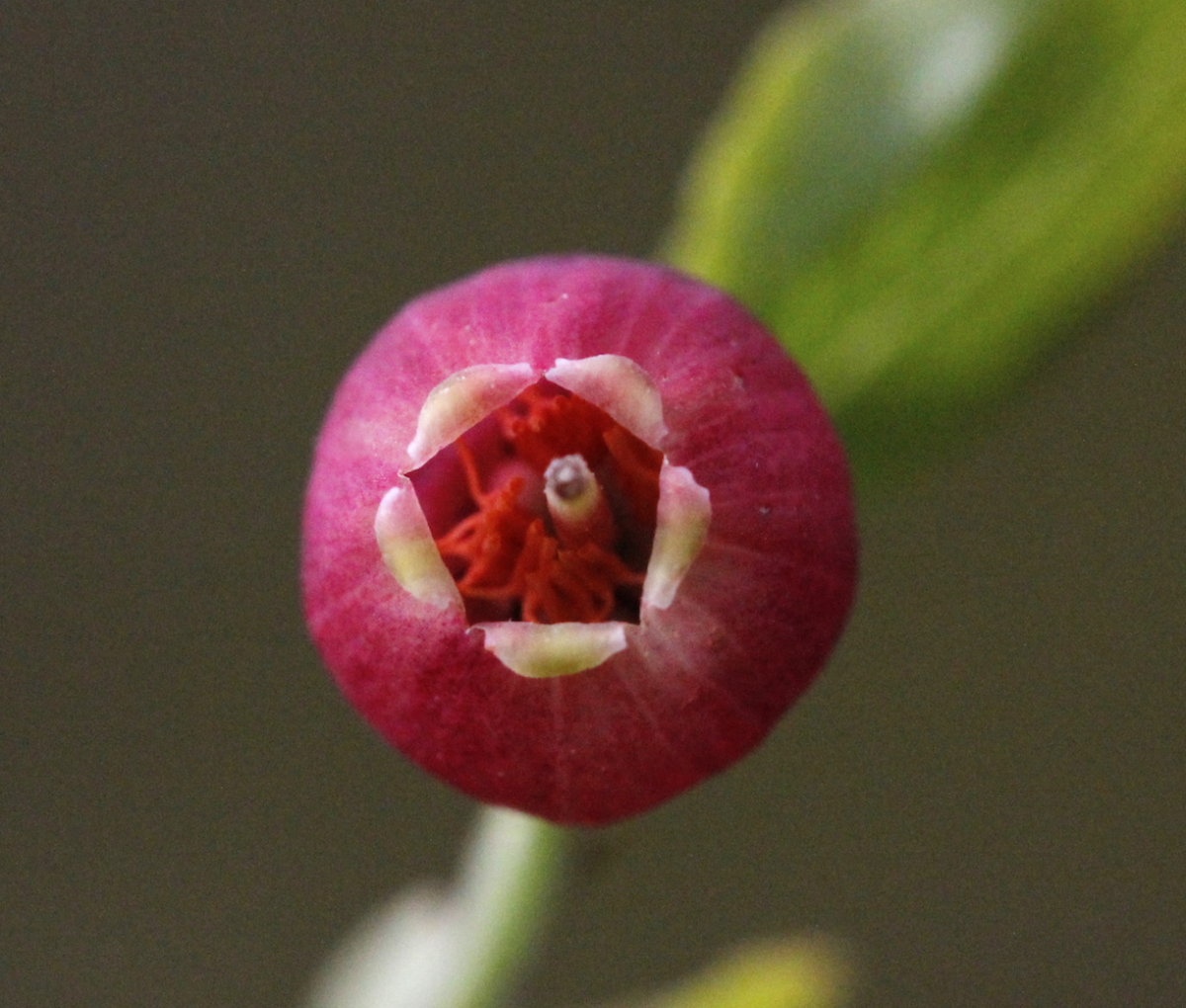 european blueberry
