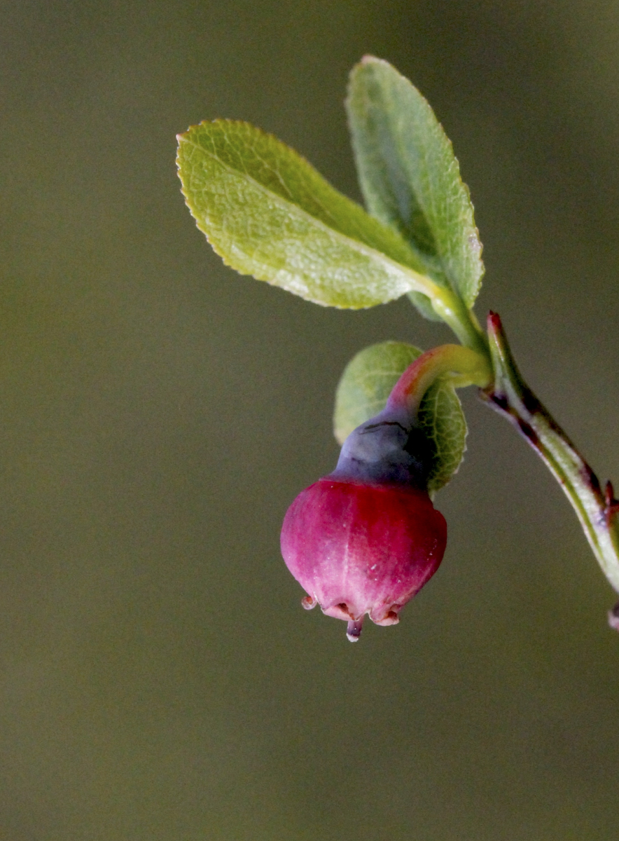 european blueberry