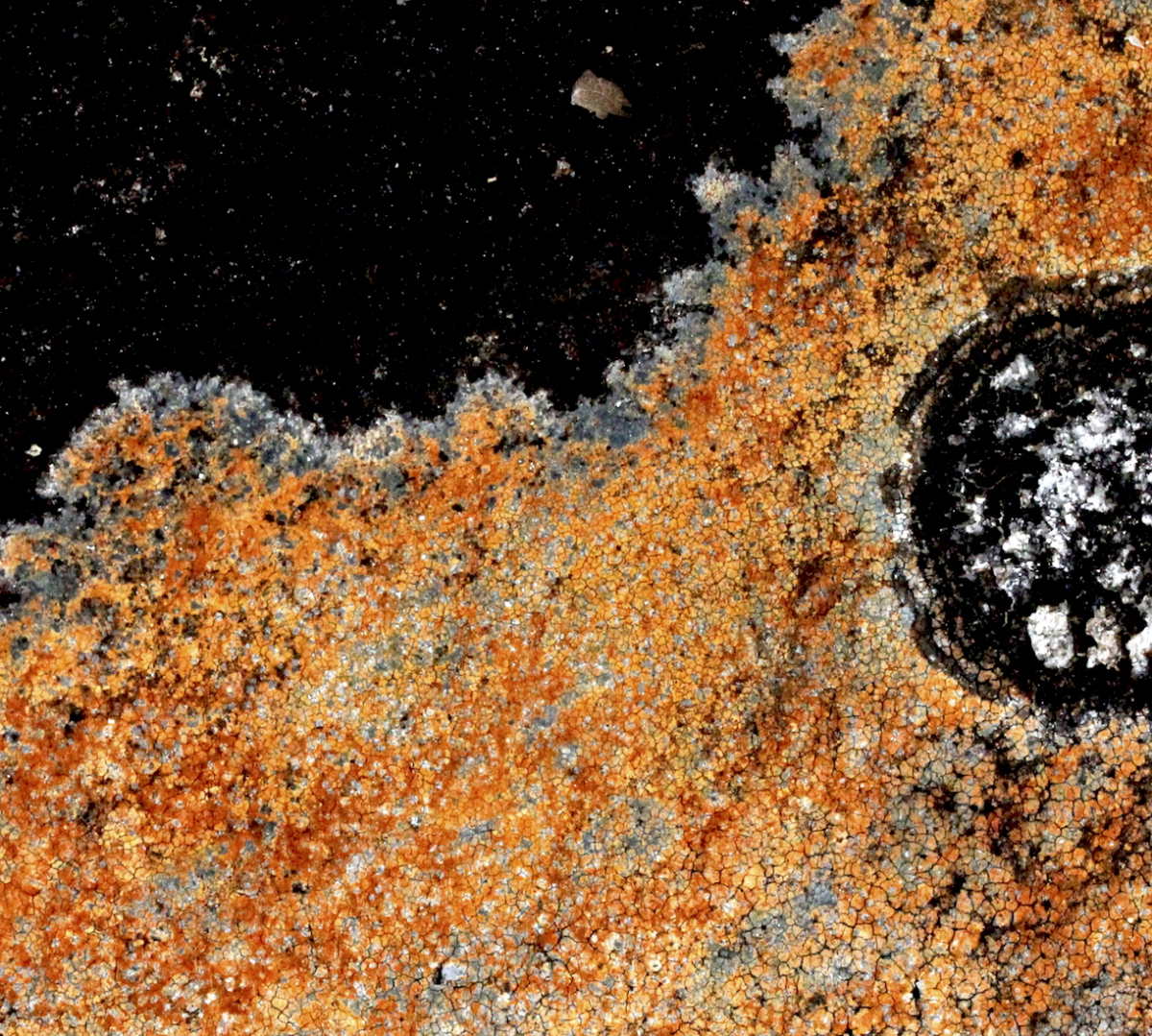 lichen