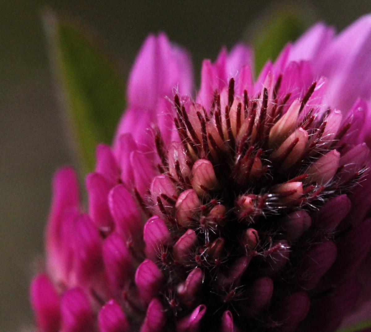red clover
