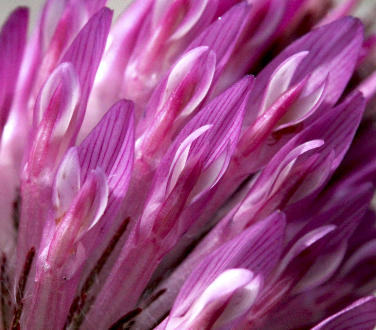 red clover