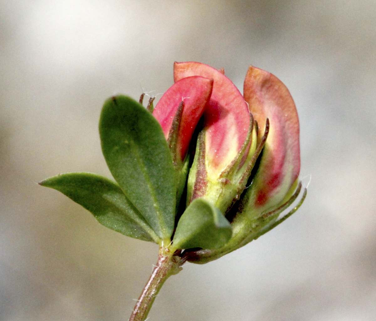 bird's-foot trefoil