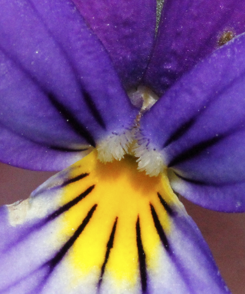 heartsease