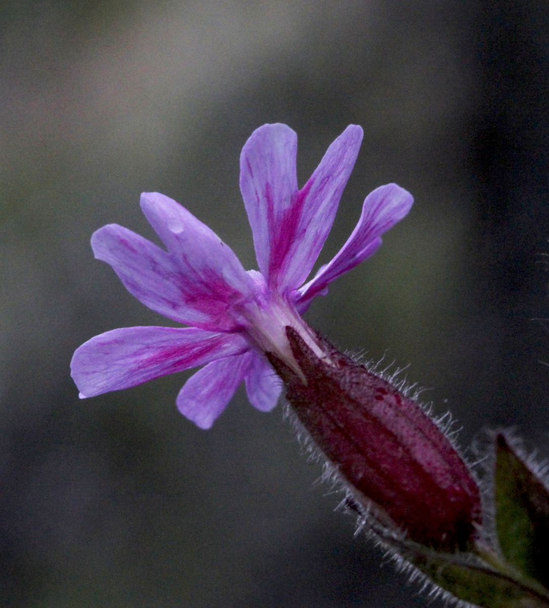 red campion