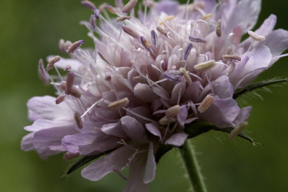field scabious