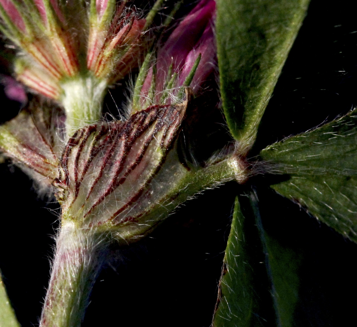 red clover