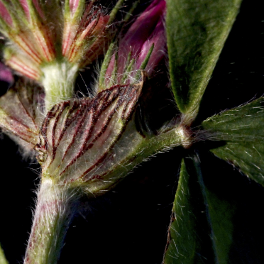 red clover
