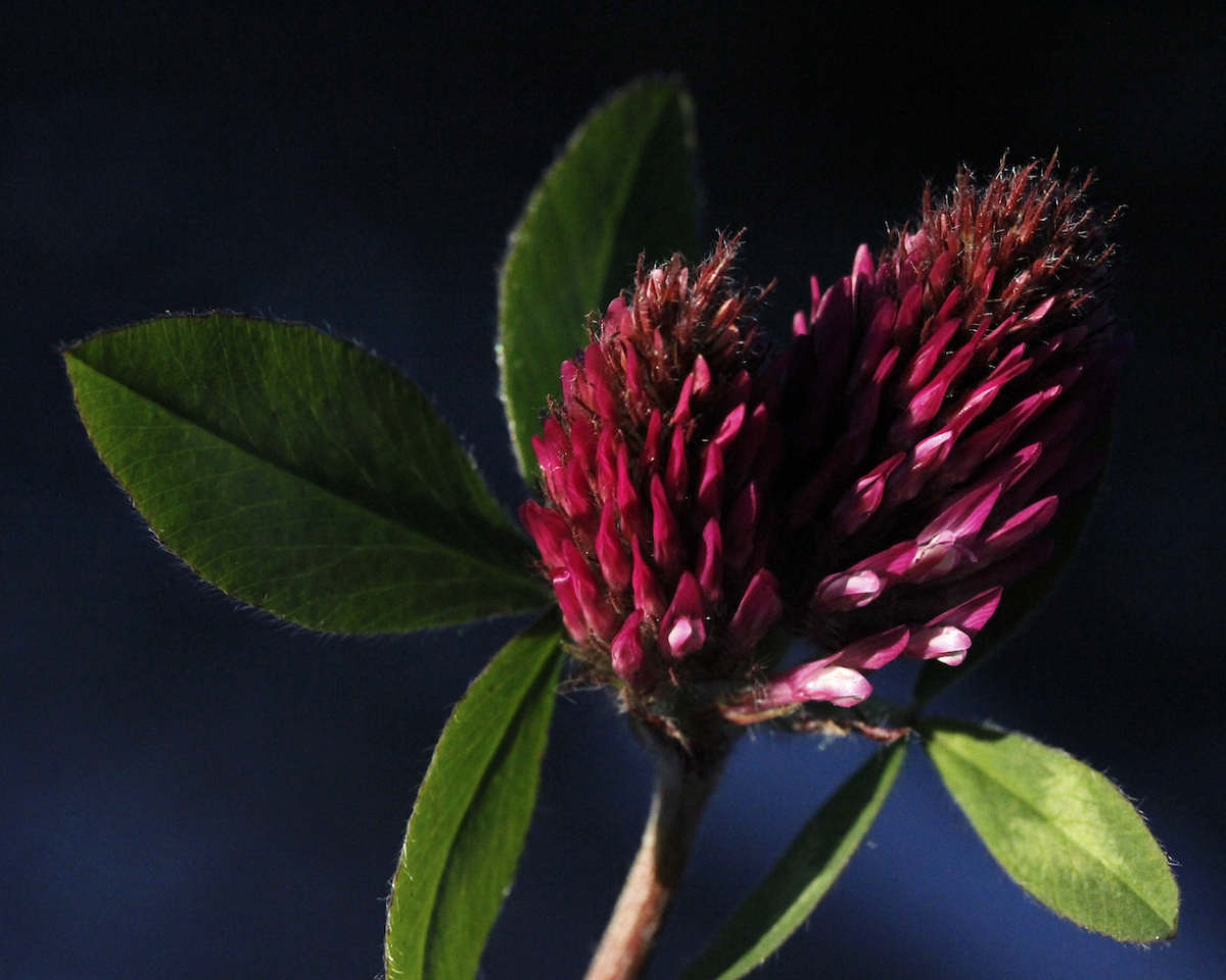 red clover