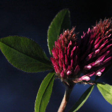 red clover