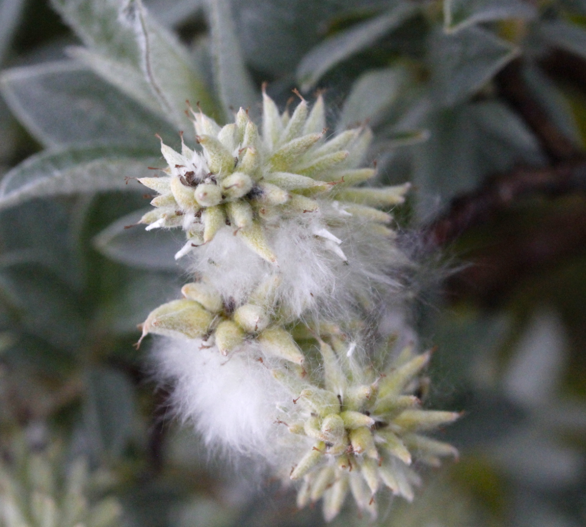Gray Willow