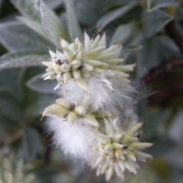 Gray Willow