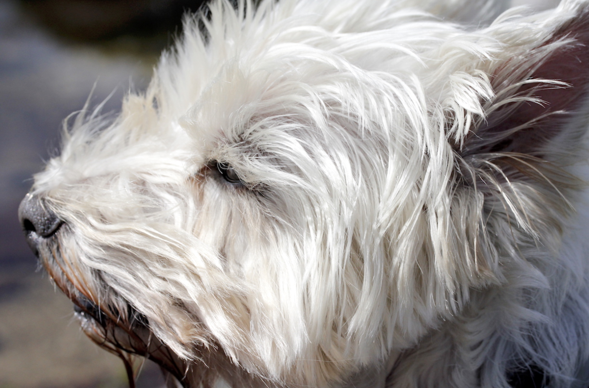 windy