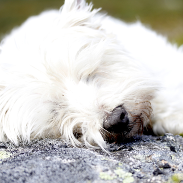 snooze