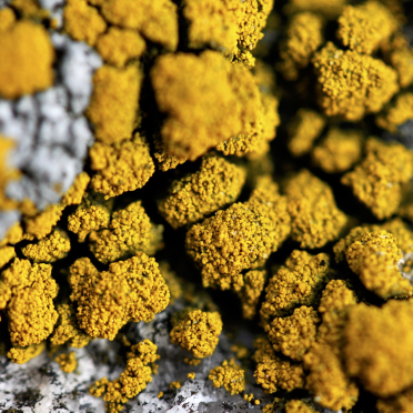 lichen