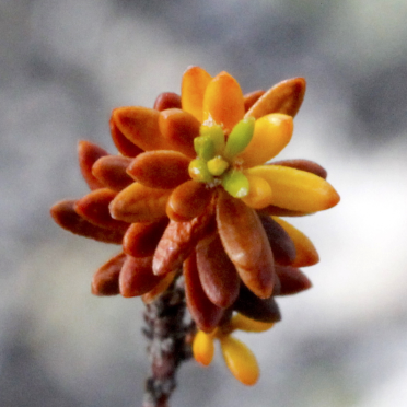 crowberry