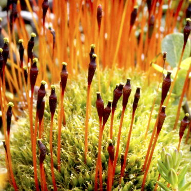 Slender Cruet-moss