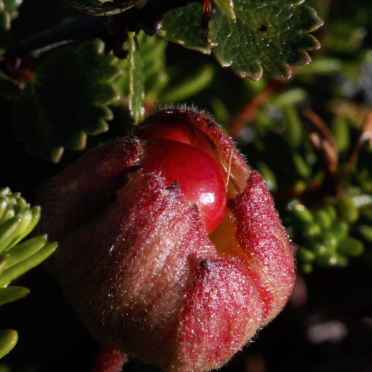 cloudberry