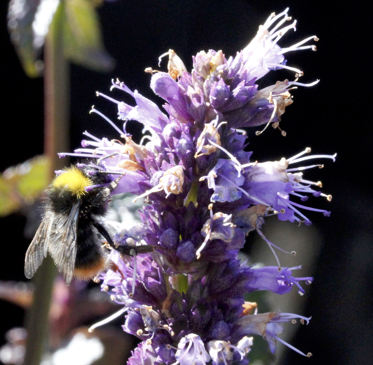 bumble bee 