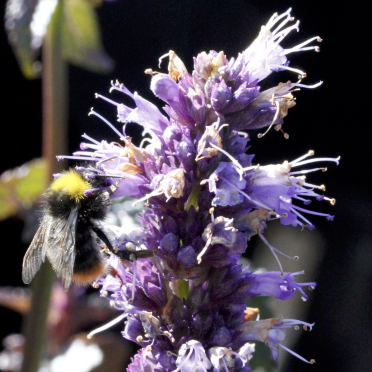 bumble bee 