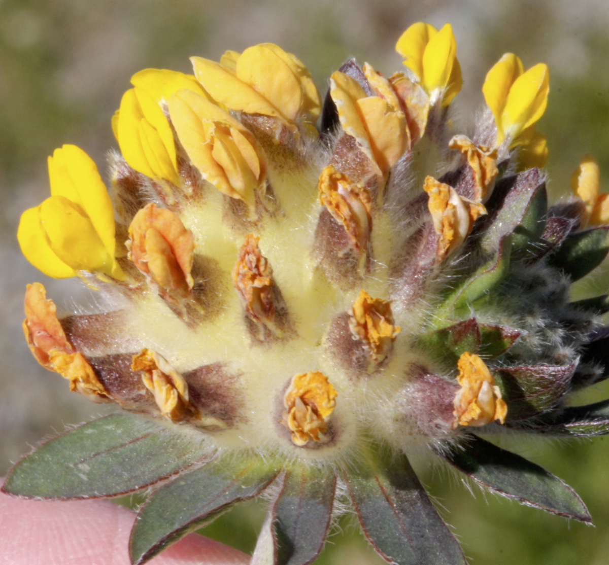 common kidneyvetch