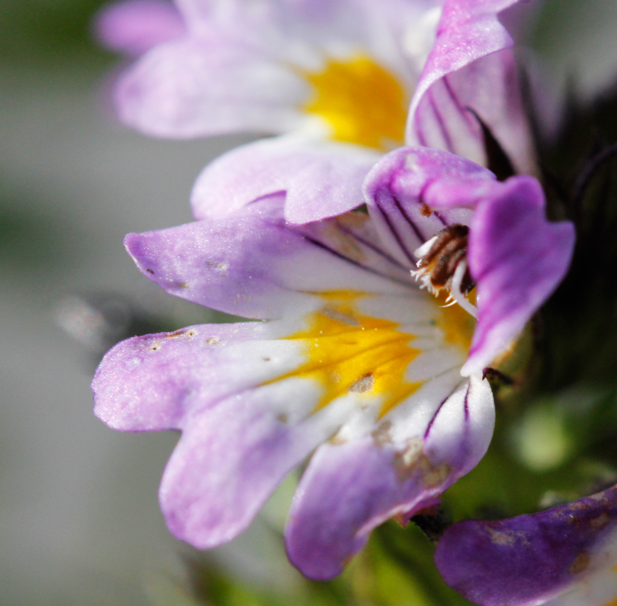eyebright