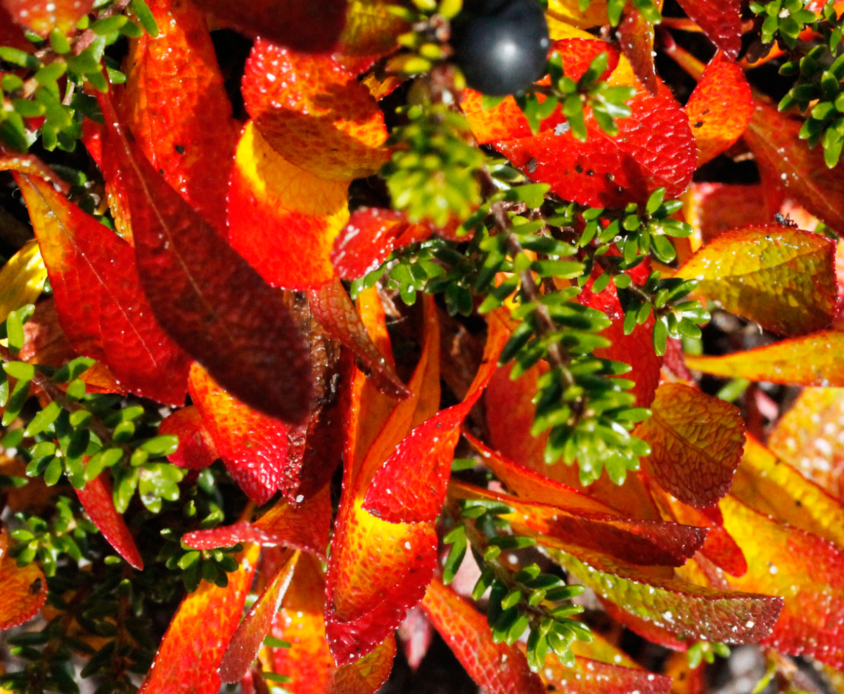 colours…