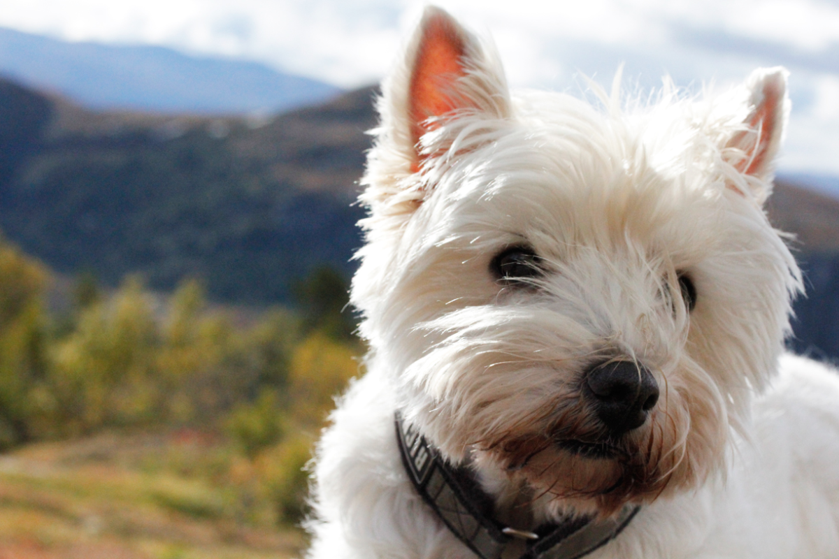connie westie 