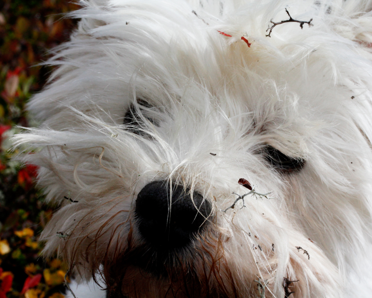 connie westie 
