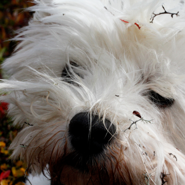connie westie 