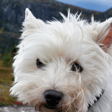 connie westie