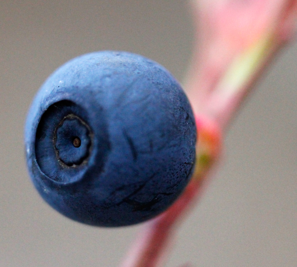blueberry
