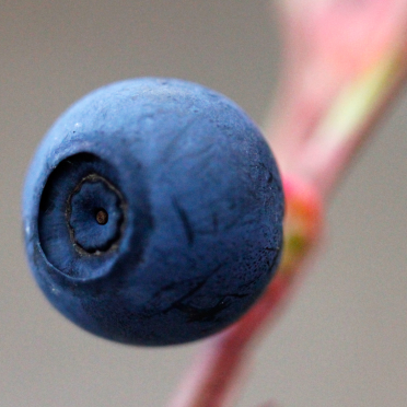blueberry