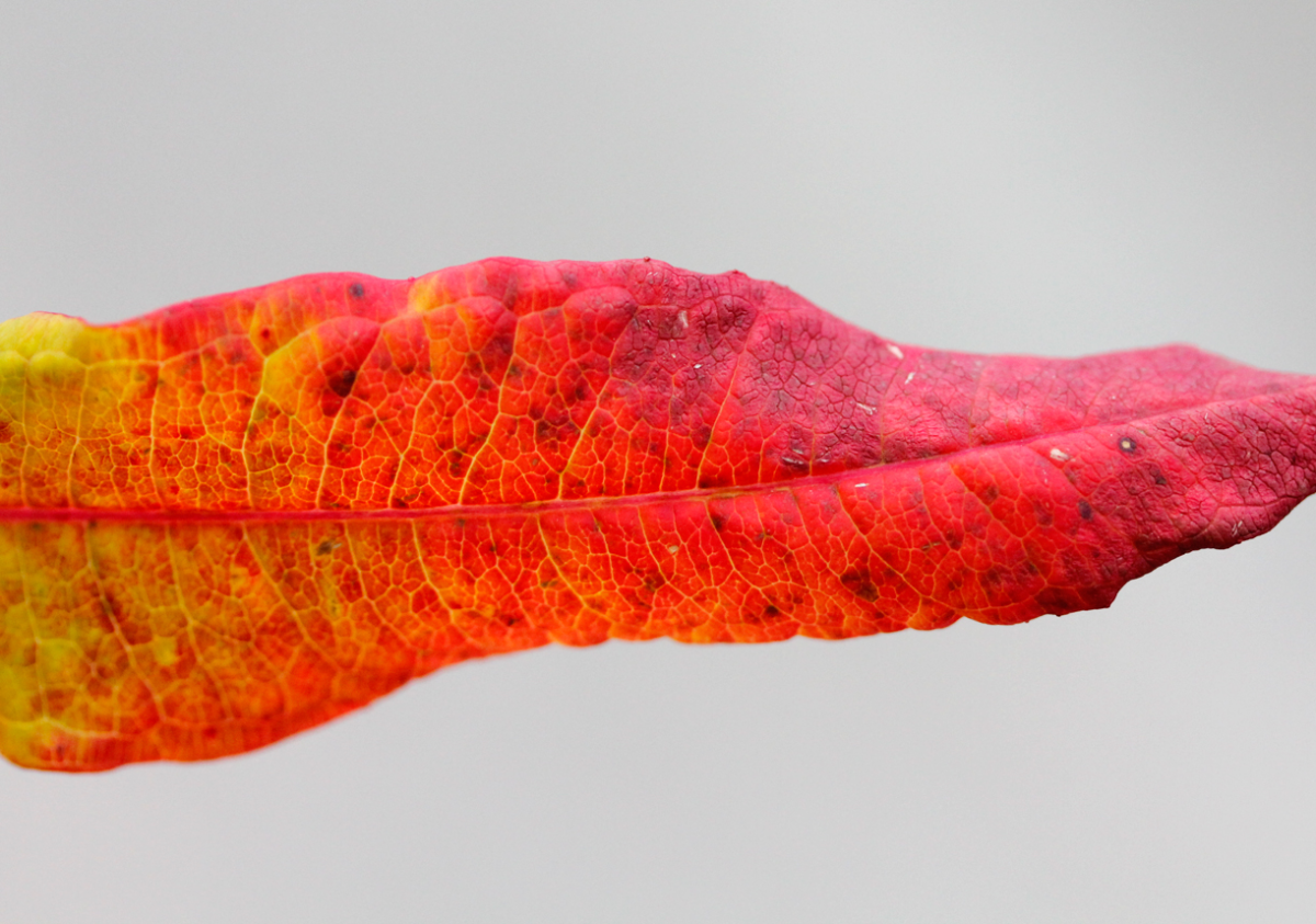 fireweed